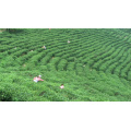 CHINA GREEN TEA 41022AAA SLIMING TEA